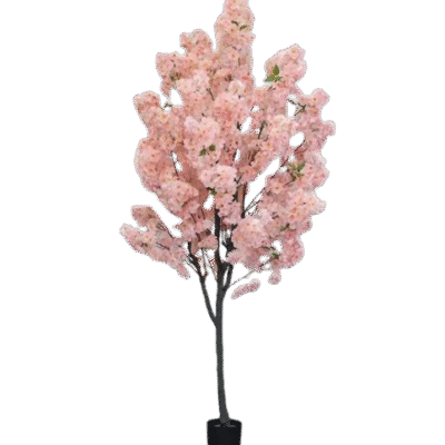 1.9m Sakura Cherry Blossom Tree