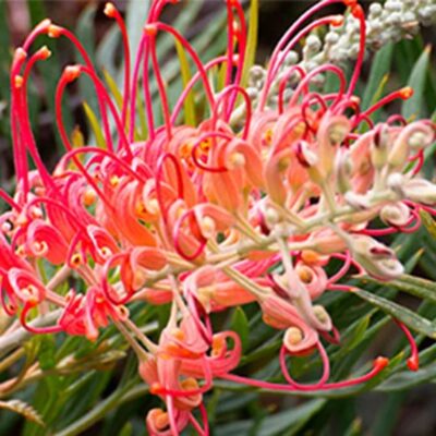 Hand & Body Wash - Australian Native Botanical Skincare - 1L