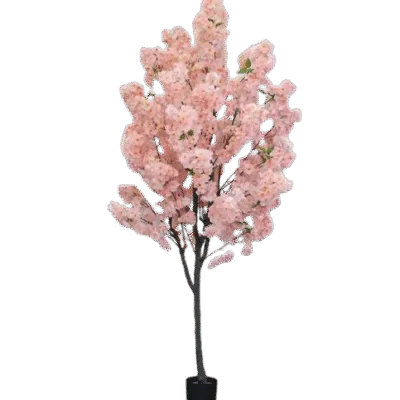 1.9m Sakura Cherry Blossom Tree