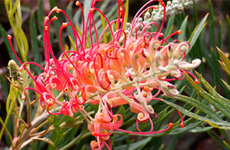 Hand & Body Wash - Australian Native Botanical Skincare - 1L