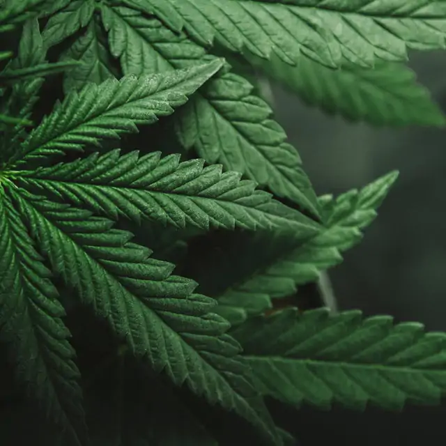 Dry & Damaged - Conditioner - Image 5